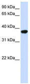 Isoprenylcysteine Carboxyl Methyltransferase antibody, TA341911, Origene, Western Blot image 