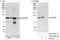 Centrosomal Protein 85 antibody, A303-326A, Bethyl Labs, Immunoprecipitation image 