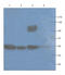 Centrosomal Protein 70 antibody, orb224129, Biorbyt, Western Blot image 