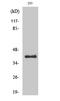 Peroxisomal 3,2-trans-enoyl-CoA isomerase antibody, A08254, Boster Biological Technology, Western Blot image 