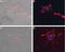 Sodium Voltage-Gated Channel Beta Subunit 1 antibody, PA5-77741, Invitrogen Antibodies, Immunocytochemistry image 