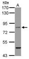Beaded Filament Structural Protein 1 antibody, LS-C155366, Lifespan Biosciences, Western Blot image 
