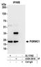 Progesterone Receptor Membrane Component 1 antibody, A304-561A, Bethyl Labs, Immunoprecipitation image 