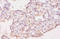 Growth Differentiation Factor 5 antibody, LS-C285510, Lifespan Biosciences, Immunohistochemistry paraffin image 