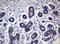 Sialyl Lewis a antibody, LS-C337082, Lifespan Biosciences, Immunohistochemistry frozen image 