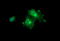 Melan-A antibody, LS-C174640, Lifespan Biosciences, Immunofluorescence image 