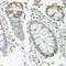 Polycomb Group Ring Finger 6 antibody, orb178585, Biorbyt, Immunohistochemistry paraffin image 