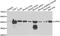 Capping Actin Protein, Gelsolin Like antibody, abx006445, Abbexa, Western Blot image 