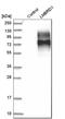 Probable lysosomal cobalamin transporter antibody, HPA019547, Atlas Antibodies, Western Blot image 