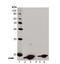 H2A Histone Family Member X antibody, NBP1-19255, Novus Biologicals, Western Blot image 