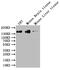 Splicing Factor 3b Subunit 1 antibody, CSB-RA102629A0HU, Cusabio, Western Blot image 