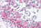 Matrix Metallopeptidase 23B antibody, MBS241177, MyBioSource, Immunohistochemistry frozen image 