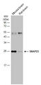 Synaptosomal-associated protein 23 antibody, GTX109089, GeneTex, Western Blot image 
