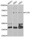 Folliculin antibody, LS-C334752, Lifespan Biosciences, Western Blot image 