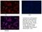 Lin-28 Homolog A antibody, 11724-1-AP, Proteintech Group, Immunofluorescence image 