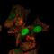 Homeobox protein MIXL1 antibody, NBP2-55175, Novus Biologicals, Immunofluorescence image 
