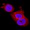 PIN1 antibody, MAB2294, R&D Systems, Immunofluorescence image 