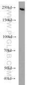 Pre-MRNA Processing Factor 8 antibody, 11171-1-AP, Proteintech Group, Western Blot image 