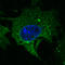 CD63 Molecule antibody, LS-C204227, Lifespan Biosciences, Immunofluorescence image 