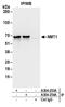 N-Myristoyltransferase 1 antibody, A304-253A, Bethyl Labs, Immunoprecipitation image 