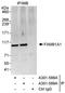 Family With Sequence Similarity 91 Member A1 antibody, A301-588A, Bethyl Labs, Immunoprecipitation image 