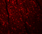 Anaphase-promoting complex subunit 10 antibody, 5735, ProSci Inc, Immunofluorescence image 