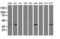 DNA excision repair protein ERCC-1 antibody, LS-C786944, Lifespan Biosciences, Western Blot image 