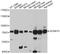 Disintegrin and metalloproteinase domain-containing protein 19 antibody, abx125490, Abbexa, Western Blot image 