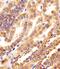 DIP antibody, PA5-49505, Invitrogen Antibodies, Immunohistochemistry frozen image 