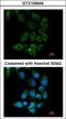 Ubiquitin carboxyl-terminal hydrolase 15 antibody, LS-C185639, Lifespan Biosciences, Immunocytochemistry image 