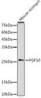 Fibroblast growth factor 10 antibody, GTX55619, GeneTex, Western Blot image 