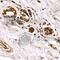 Chitinase 3 Like 1 antibody, A1723, ABclonal Technology, Immunohistochemistry paraffin image 