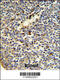 FKBP Prolyl Isomerase 11 antibody, 62-465, ProSci, Immunohistochemistry paraffin image 