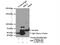 Hypermethylated in cancer 2 protein antibody, 22788-1-AP, Proteintech Group, Immunoprecipitation image 