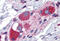 PRA1 family protein 3 antibody, MBS243205, MyBioSource, Immunohistochemistry frozen image 