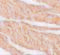 Zinc Finger And BTB Domain Containing 9 antibody, 6131, ProSci, Immunohistochemistry frozen image 