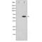 Phosphatidylinositol-3,4,5-trisphosphate 3-phosphatase and dual-specificity protein phosphatase PTEN antibody, SPC-1331D-A390, StressMarq, Western Blot image 