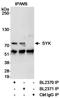 Spleen Associated Tyrosine Kinase antibody, A300-558A, Bethyl Labs, Immunoprecipitation image 