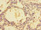 Zymogen granule membrane protein 16 antibody, orb357699, Biorbyt, Immunohistochemistry paraffin image 