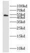 Homer protein homolog 1 antibody, FNab03963, FineTest, Western Blot image 