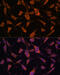 Fibulin 5 antibody, 23-998, ProSci, Immunofluorescence image 