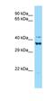Defensin-6 antibody, orb331309, Biorbyt, Western Blot image 