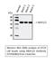 Mitogen-Activated Protein Kinase Kinase 1 antibody, STJ94080, St John
