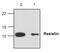 Resistin antibody, GTX59861, GeneTex, Western Blot image 