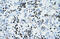 Influenza Virus NS1A Binding Protein antibody, 27-788, ProSci, Immunohistochemistry frozen image 