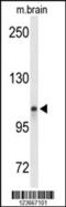Lon Peptidase 2, Peroxisomal antibody, 64-034, ProSci, Western Blot image 