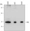 BCL2 Antagonist/Killer 1 antibody, MAB8161, R&D Systems, Western Blot image 