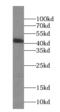 ORM1 antibody, FNab06012, FineTest, Western Blot image 