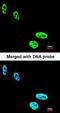 Heterogeneous nuclear ribonucleoproteins C1/C2 antibody, orb73960, Biorbyt, Immunofluorescence image 