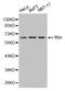 c-Myc antibody, STJ24655, St John